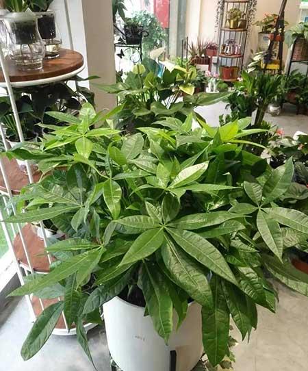 适合家庭室内养的绿植有哪些