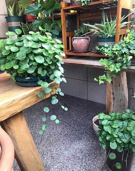 适合家庭室内养的绿植有哪些