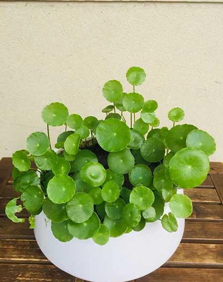 适合家庭室内养的绿植有哪些