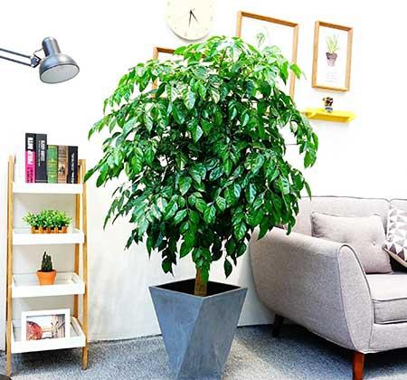 适合家庭室内养的绿植有哪些