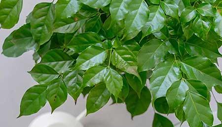 适合家庭室内养的绿植有哪些