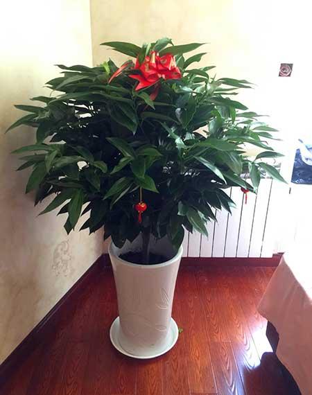 适合家庭室内养的绿植有哪些