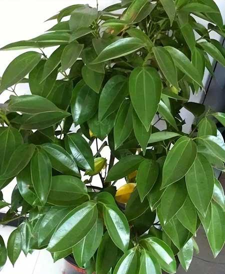 适合家庭室内养的绿植有哪些