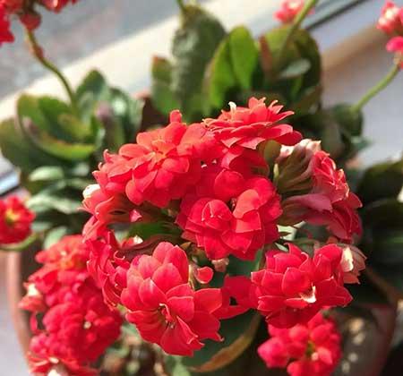 适合家庭室内养的绿植有哪些