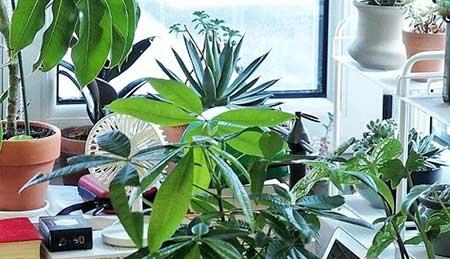 适合家庭室内养的绿植有哪些