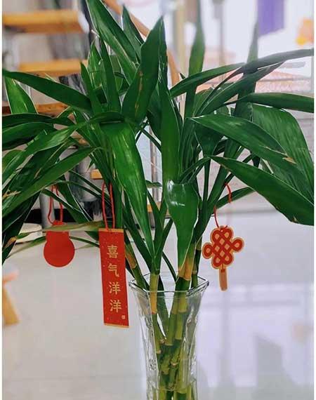 适合家庭室内养的绿植有哪些