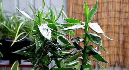 适合家庭室内养的绿植有哪些