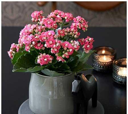 适合家庭室内养的绿植有哪些