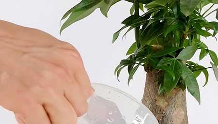 适合家庭室内养的绿植有哪些