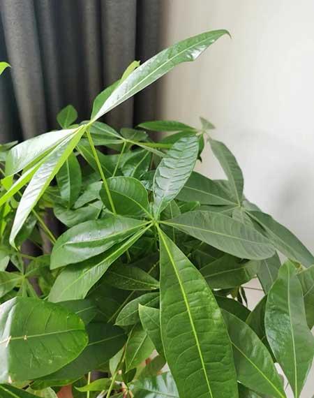 适合家庭室内养的绿植有哪些