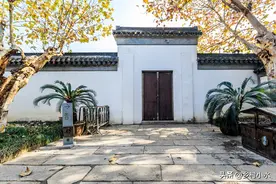 适合家里养的树型绿植