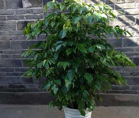 适合家里养的树型绿植