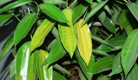 适合家里养的树型绿植