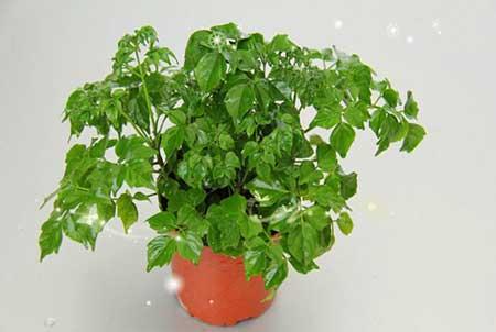 适合家里养的树型绿植