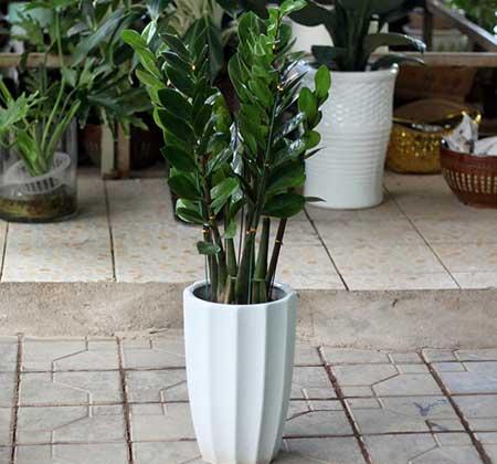 适合家里养的树型绿植