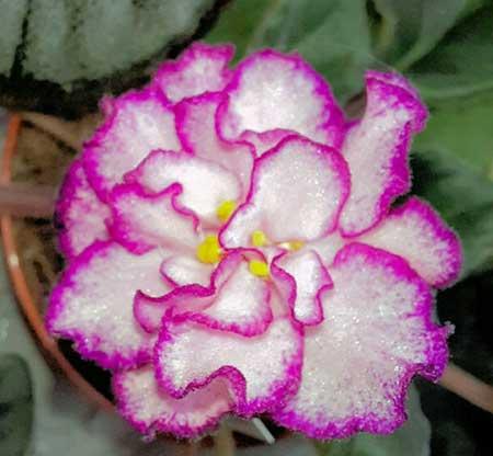 适合放在室内养的花