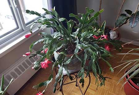 适合放在室内养的花