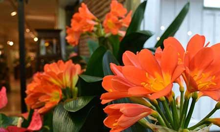 适合放在室内养的花