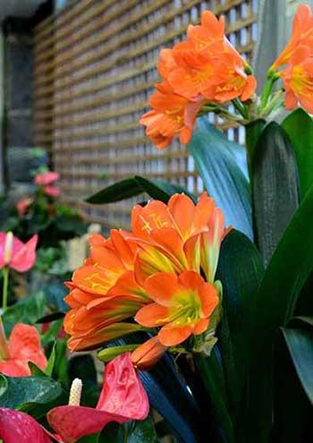 适合放在室内养的花