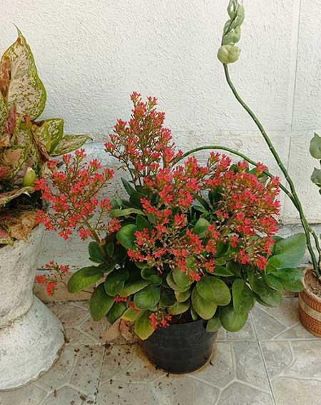 适合放在室内养的花