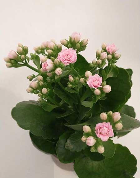 适合放在室内养的花