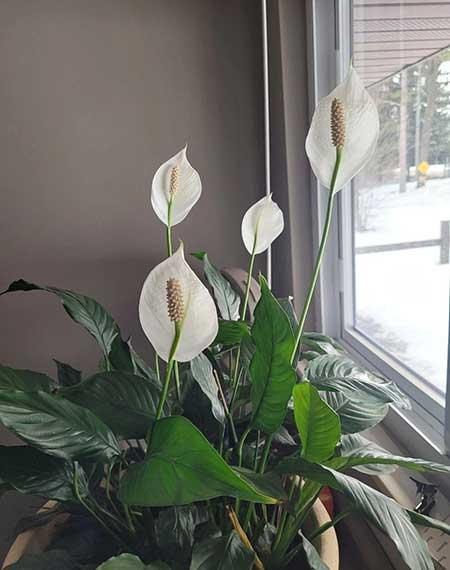 适合放在室内养的花