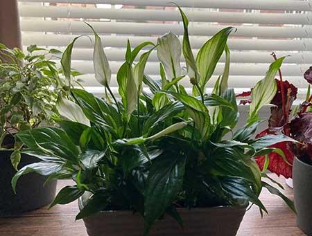 适合放在室内养的花