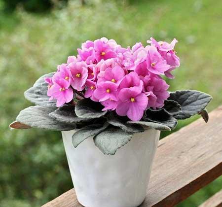 适合放在室内养的花