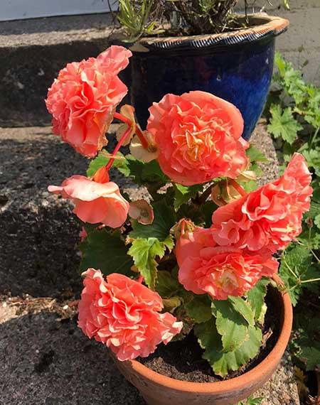 适合放在室内养的花