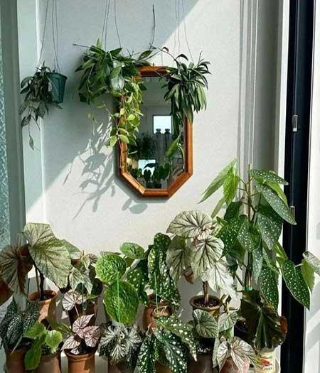 适合放在室内养的花