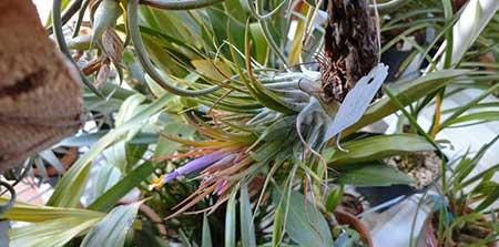 适合放在室内养的花