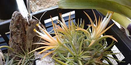 适合放在室内养的花