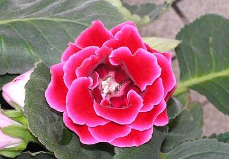 适合放在室内养的花