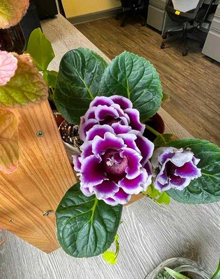 适合放在室内养的花