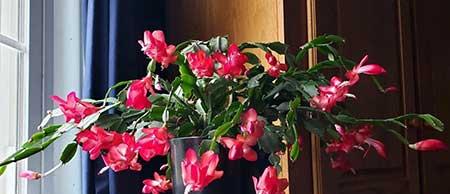 适合放在室内养的花