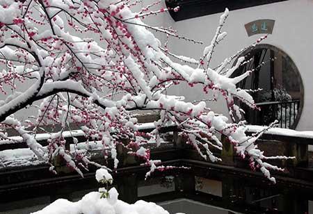 适合冬天室外养的花卉有哪些