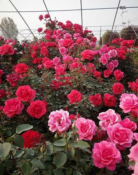 适合冬天室外养的花卉有哪些