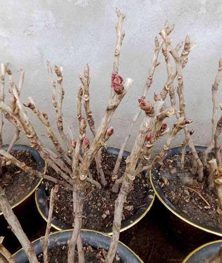 适合冬天室外养的花卉有哪些