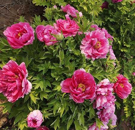 适合冬天室外养的花卉有哪些