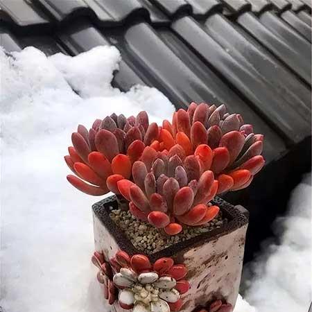 适合冬天室外养的花卉有哪些