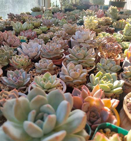 适合冬天室外养的花卉有哪些