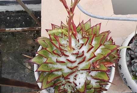 适合冬天室外养的花卉有哪些