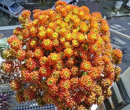 适合冬天室外养的花卉有哪些