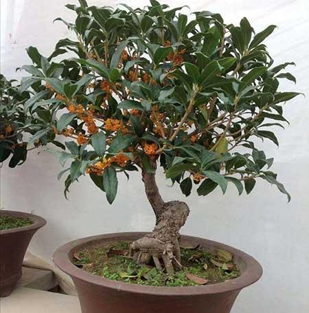 适合冬天室外养的花卉有哪些