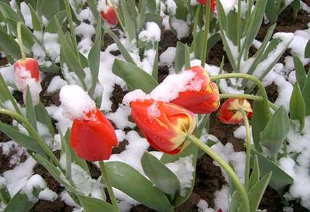 适合冬天室外养的花卉有哪些