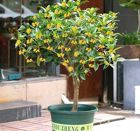 适合冬天室外养的花卉有哪些