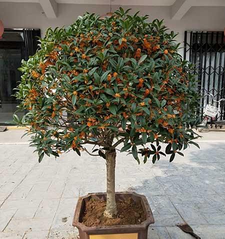 适合冬天室外养的花卉有哪些