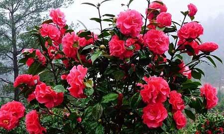 适合冬天室外养的花卉有哪些