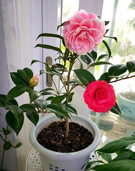 适合冬天室外养的花卉有哪些