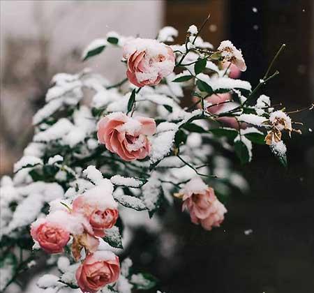 适合冬天室外养的花卉有哪些